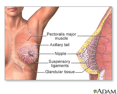What Is Breast Pain?